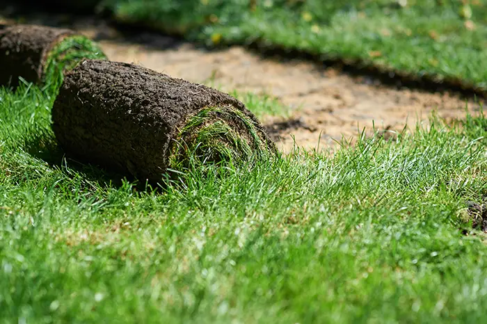 How long after installing sod can you walk on it in Columbia, MD